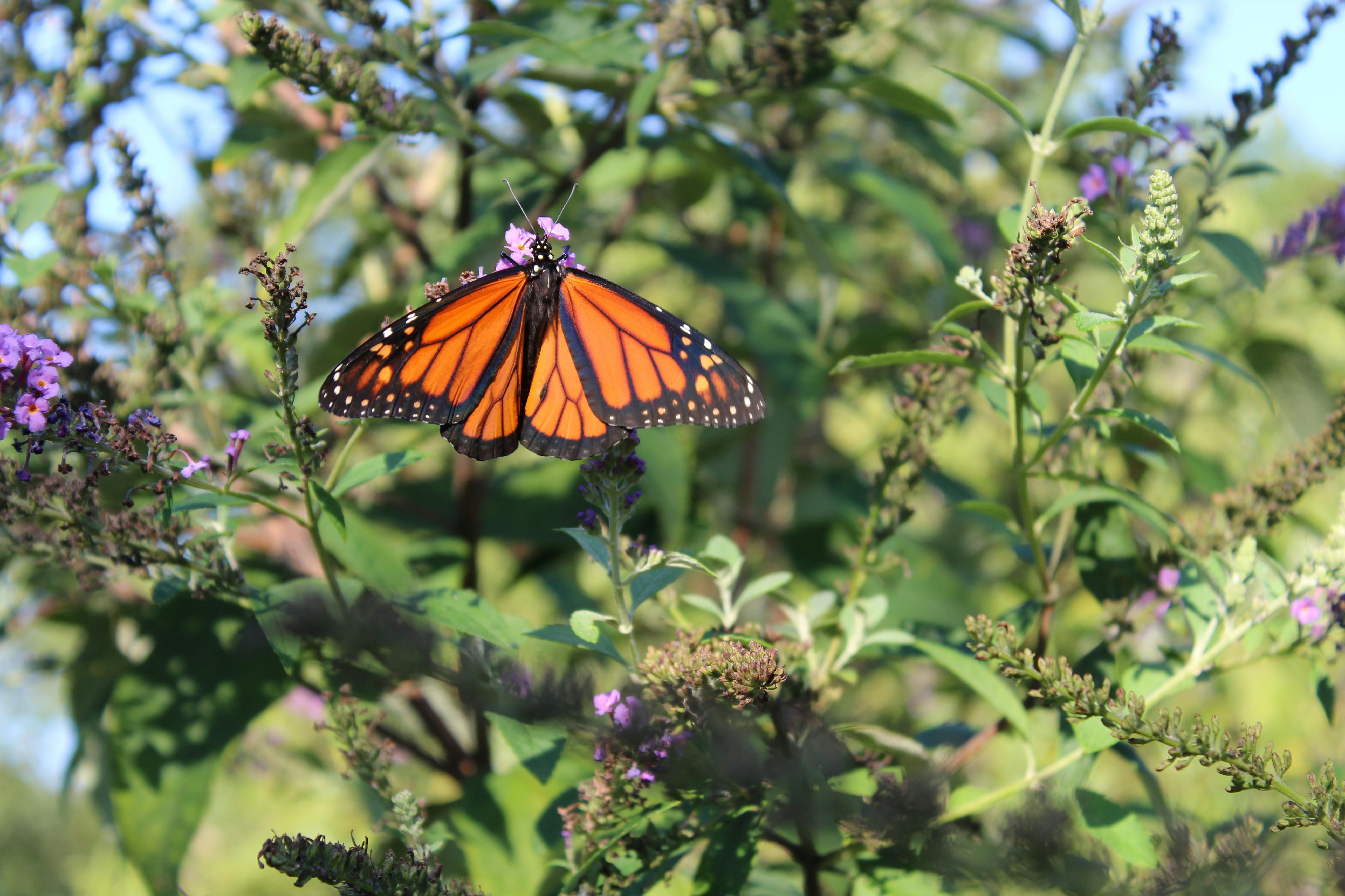 Monarch butterfly on a flower