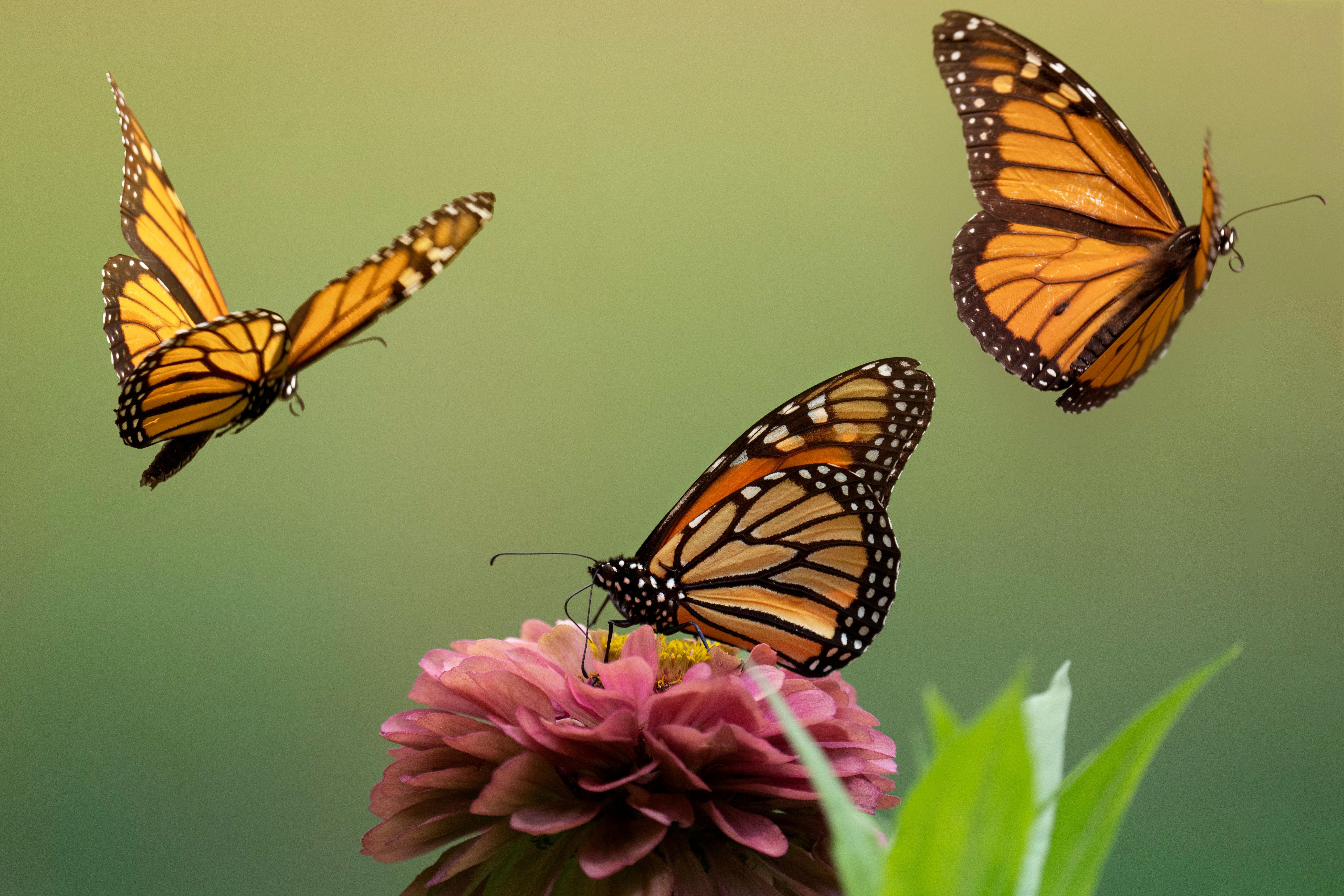 three monarch butterflyes