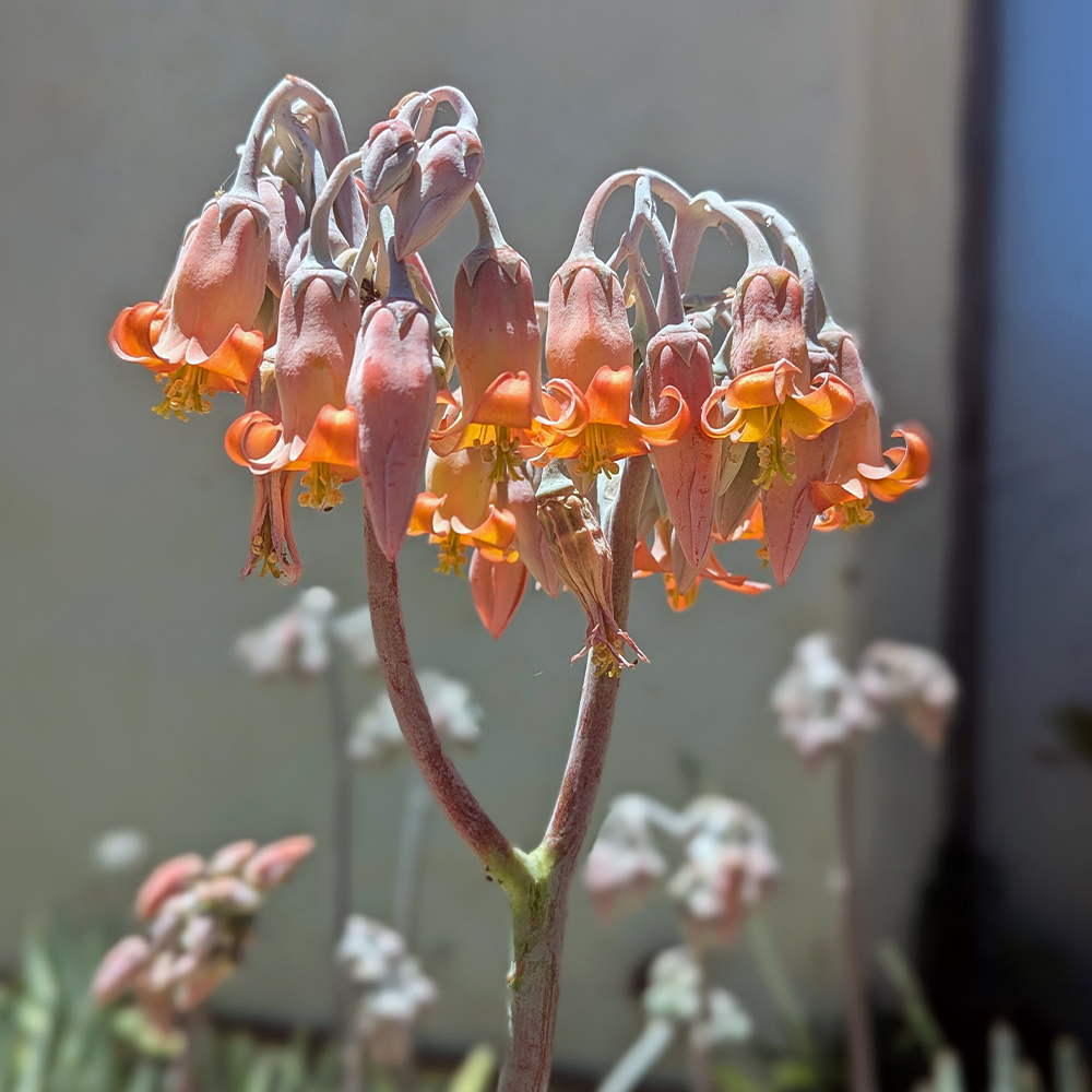 Cotyledon orbiculata 'chalk fingers' - Image 2