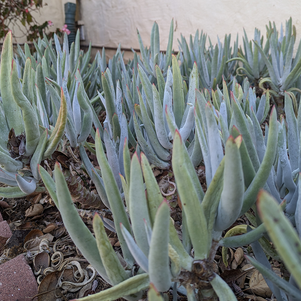 Cotyledon orbiculata 'chalk fingers' - Image 3