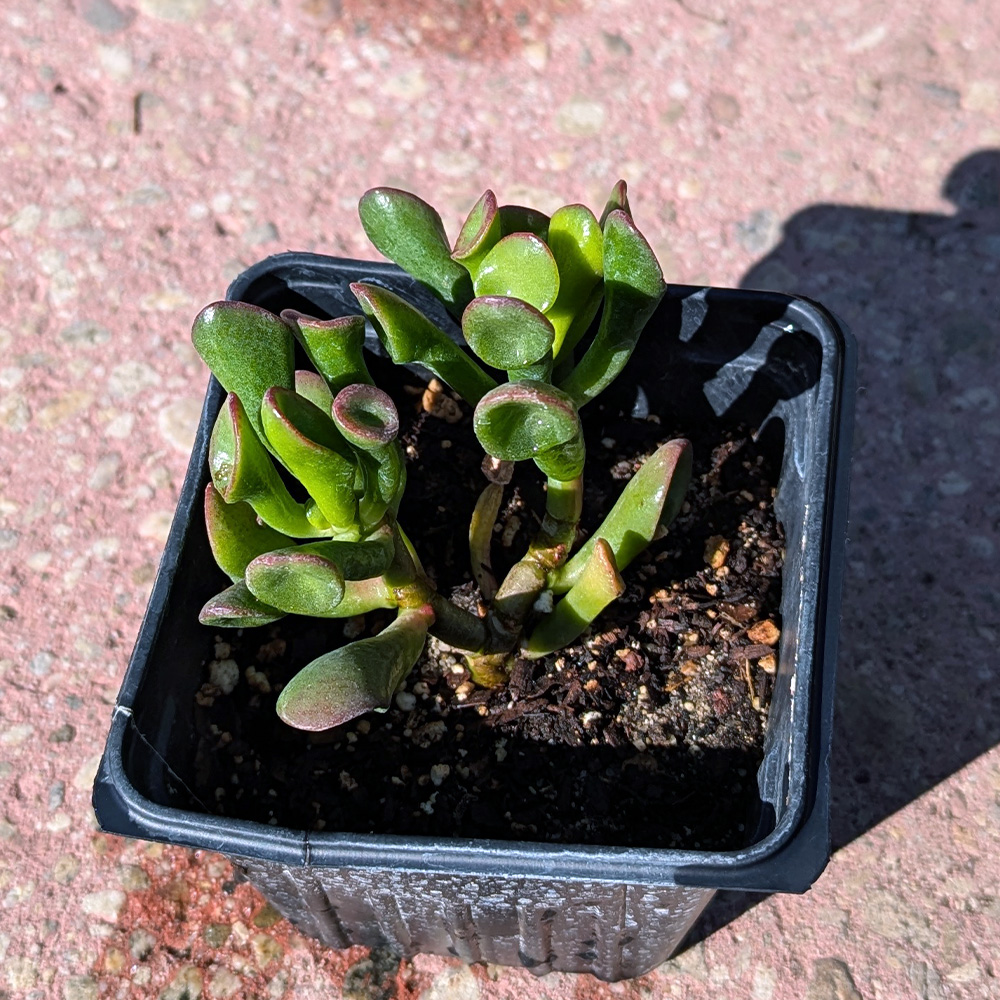 Jade or Crassula ovata 'Ogre's Ears' 4inch - Image 2