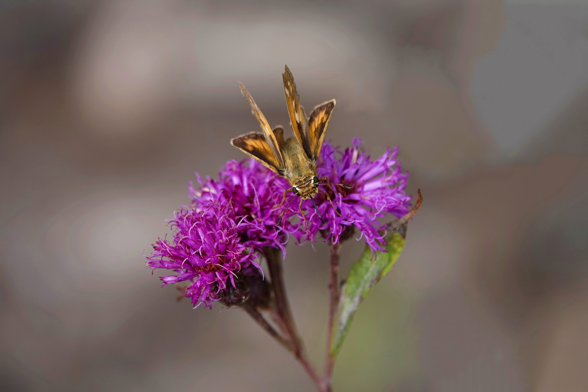 Cestrum nocturnum 'night-blooming jasmine' - Image 2