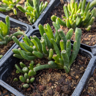 Jade Plant 'Hobbit' 4inch