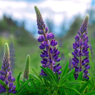 Arroyo Lupine 4 inch