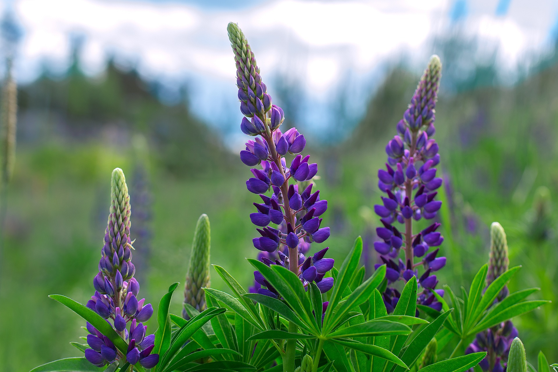 Arroyo Lupine 4 inch