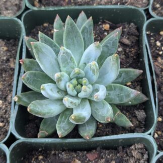 pachyveria little gem glauga