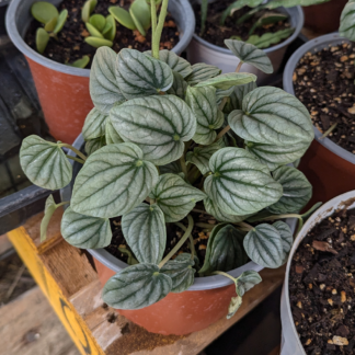 Peperomia caperata frost