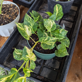 Philodendron or Pothos Golden