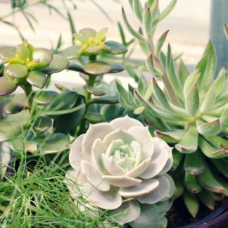 Succulents