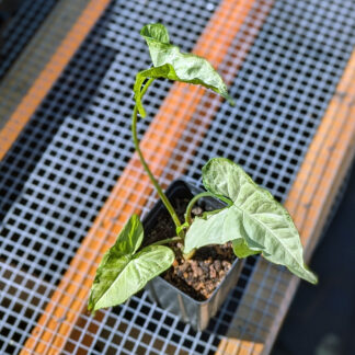 Syngonium -White Butterfly 4 inch