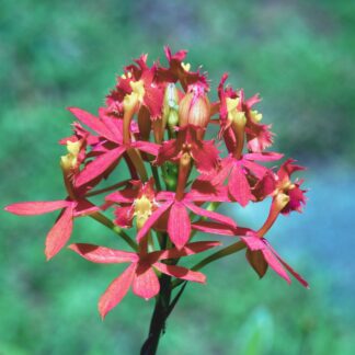 Epidendrum Orchids