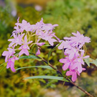 Epidendrum Orchid (purple)