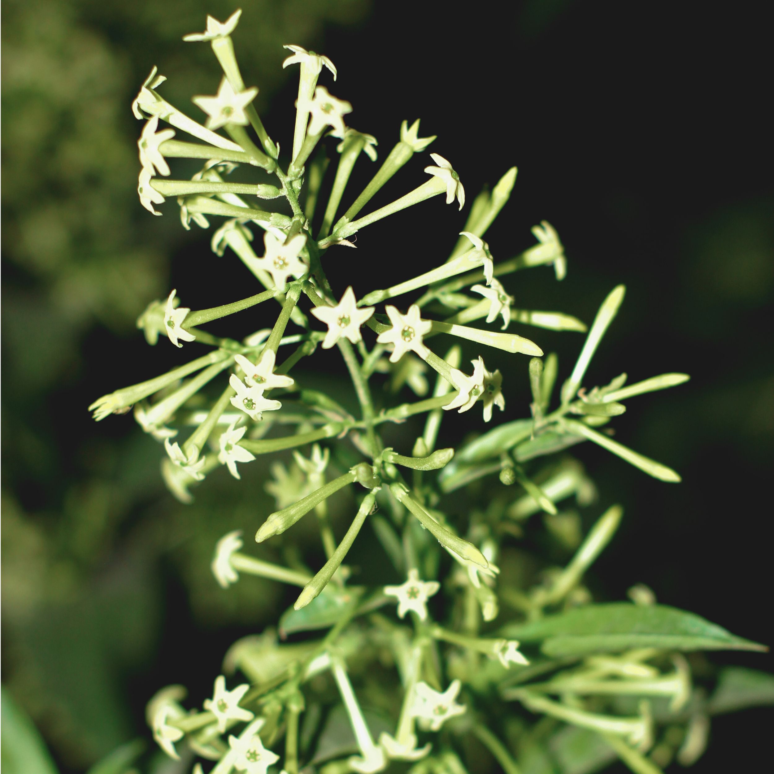 Cestrum nocturnum 'night-blooming jasmine'