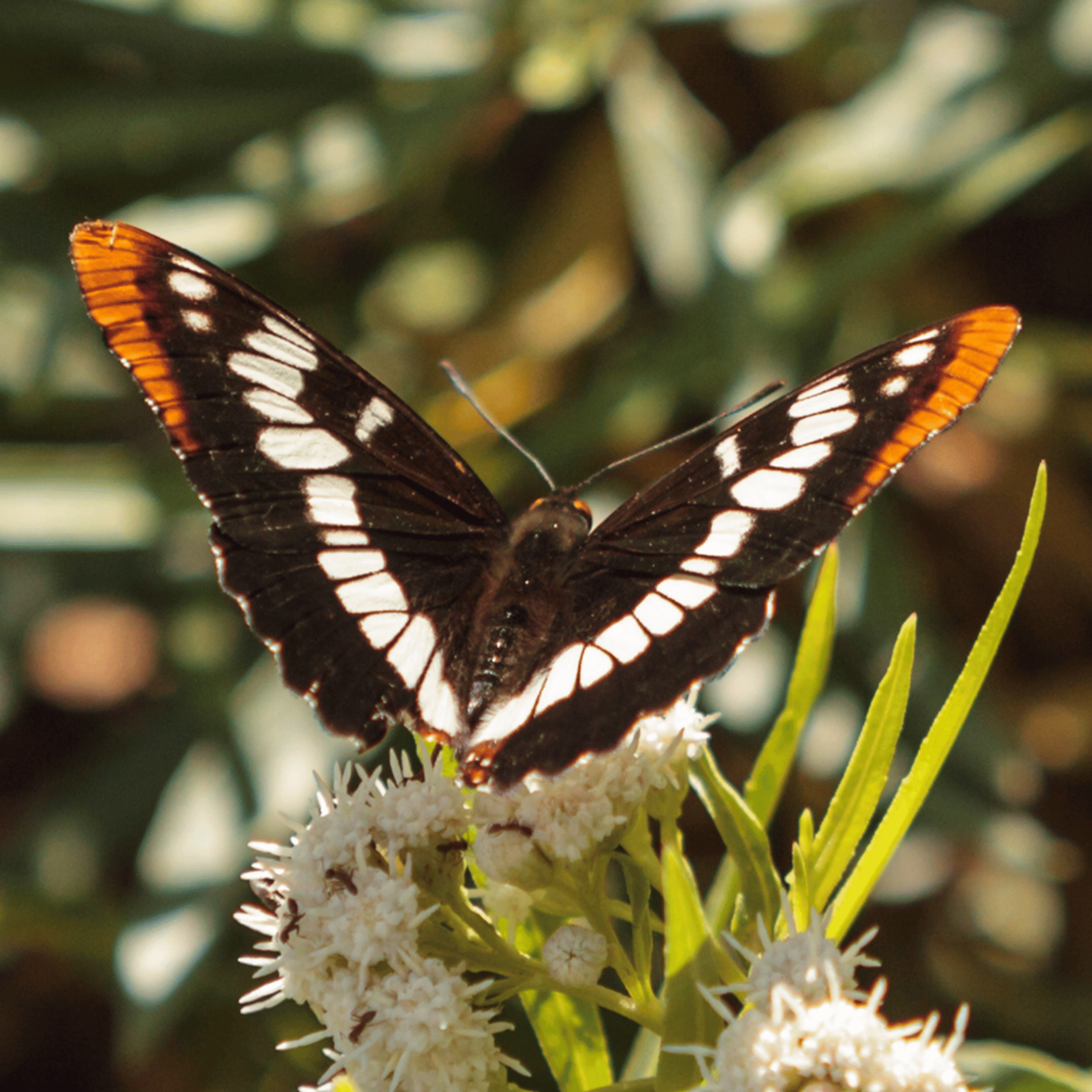 Plants Butterflies Love