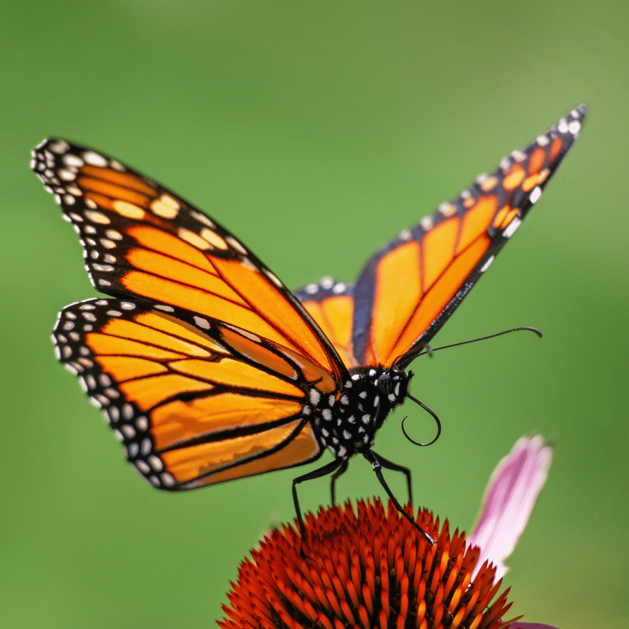 Monarch Butterflies