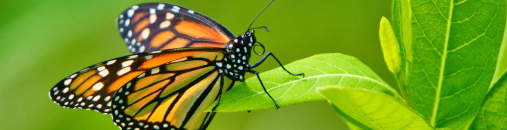 milkweed for monarchs