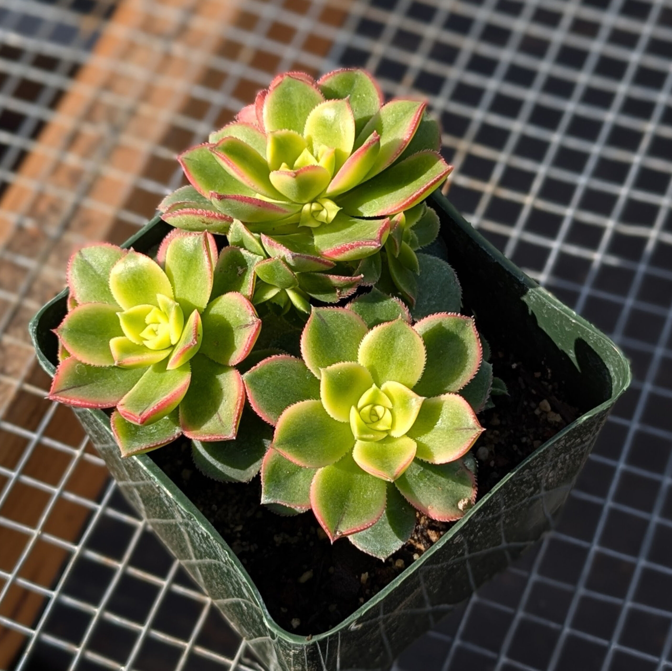 Aeonium 'pinwheel' variegated 4inch