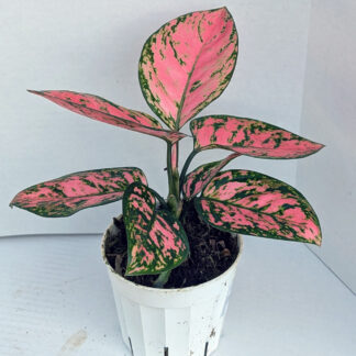 Aglaonema 'Lady Valentine' 4 inch