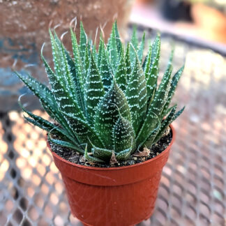 Aloe aristata