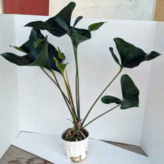 Anthurium Arrow 4inch