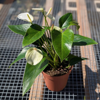 Anthurium White