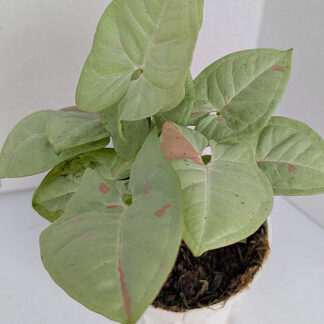 Syngonium - Arrowhead Plant - Confetti 4 inch