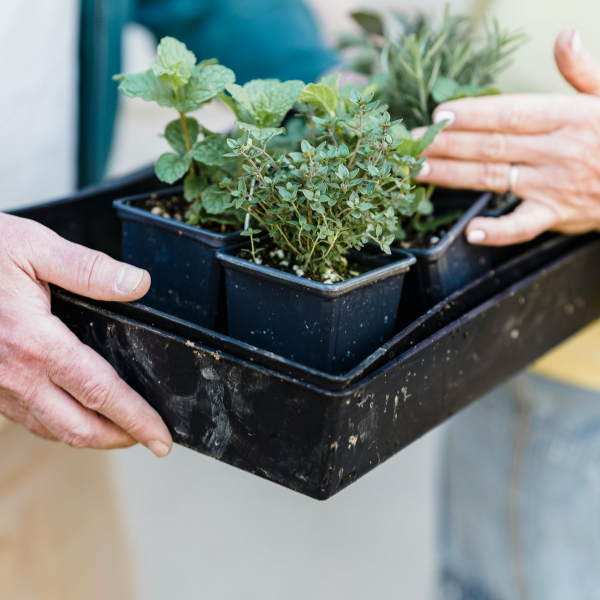 Plants being delivered to a client.