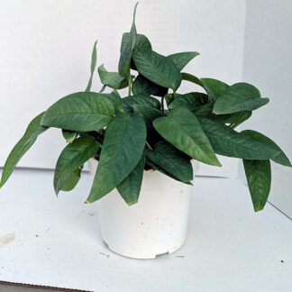 Cebu Blue Pothos 4 inch