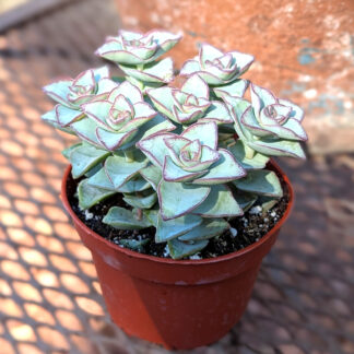 Crassula perforata