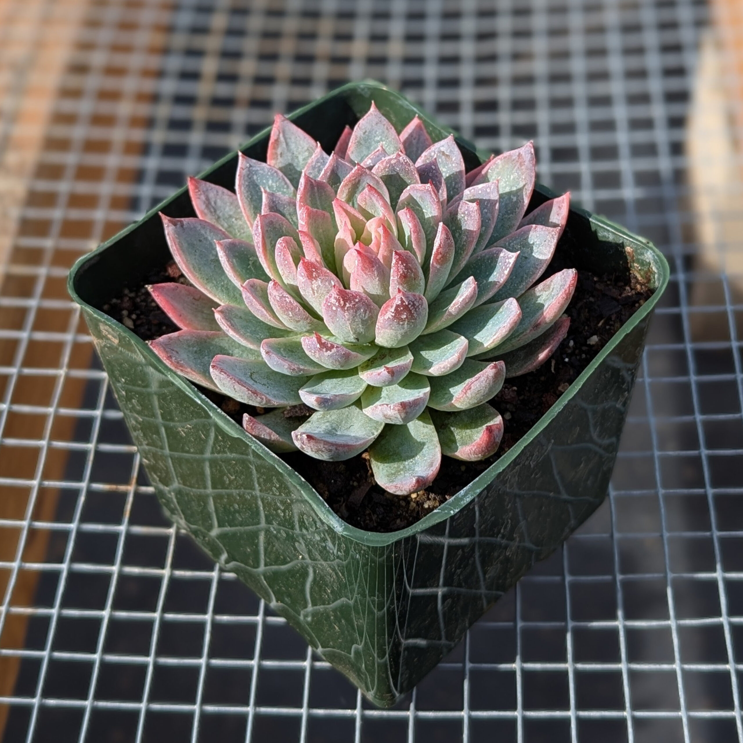 Echeveria 'Pink Edges'