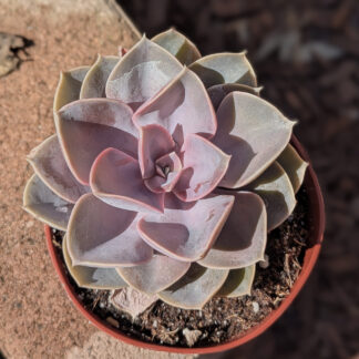 Echeveria Perle Von Numberg