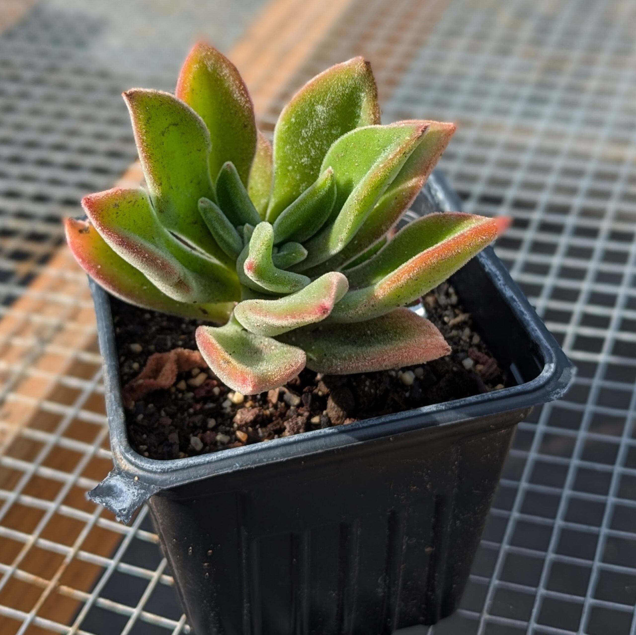 echeveria harmsii