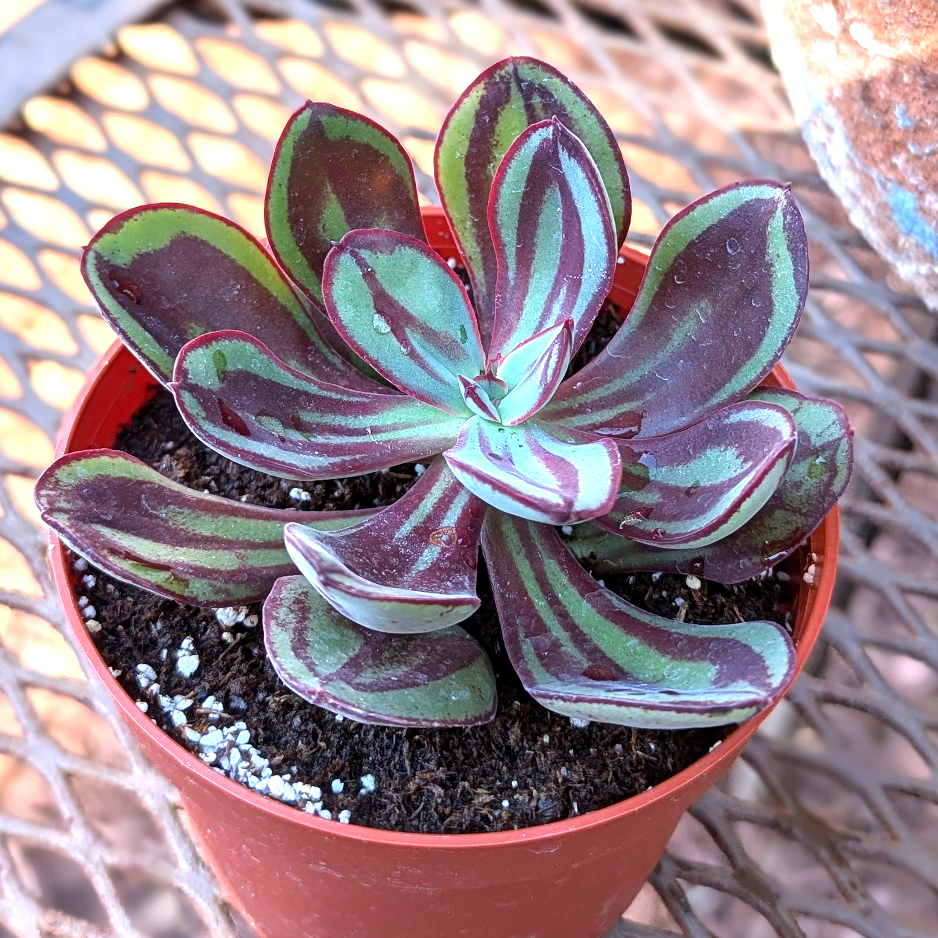 Echeveria nodulosa painted
