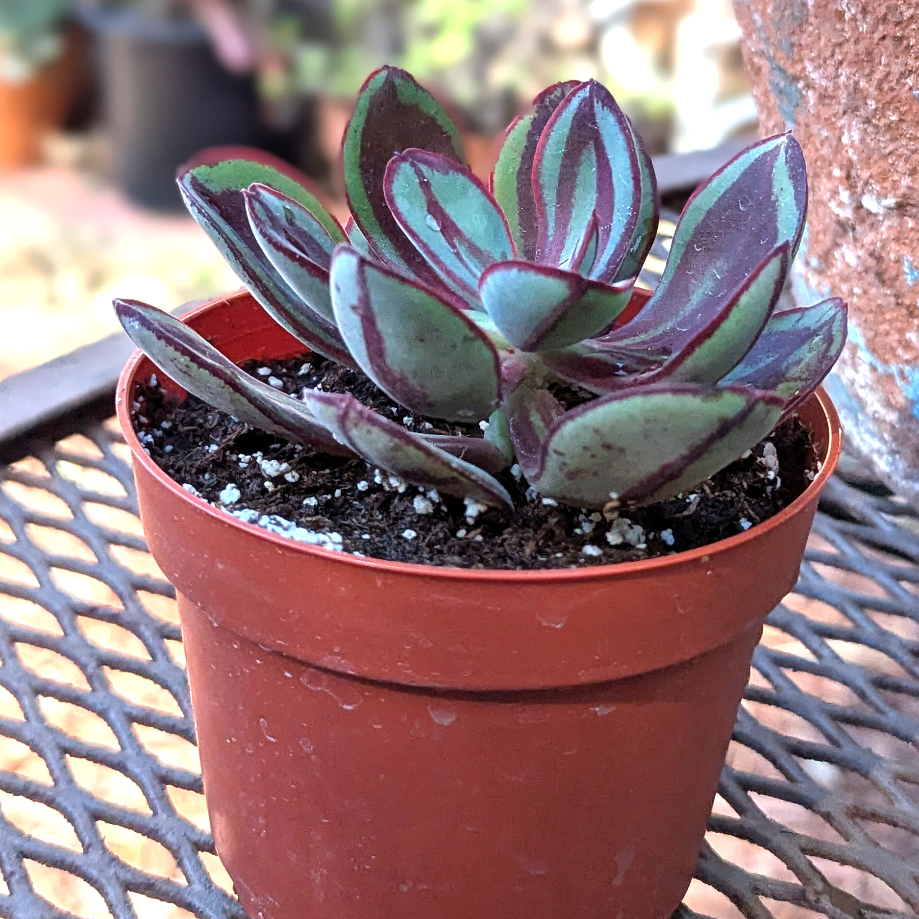 Echeveria nodulosa painted