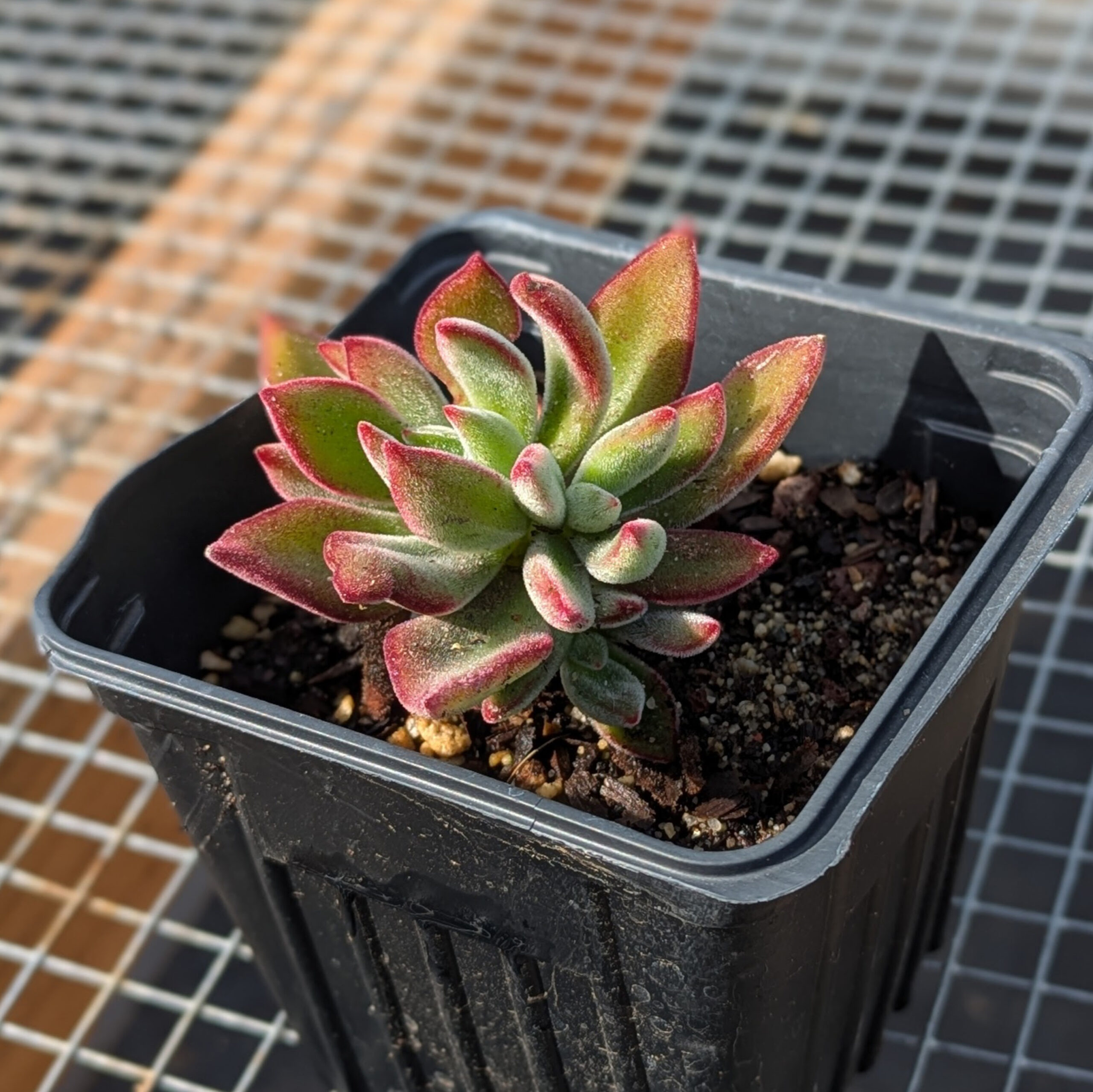 echeveria pulvinata chennille