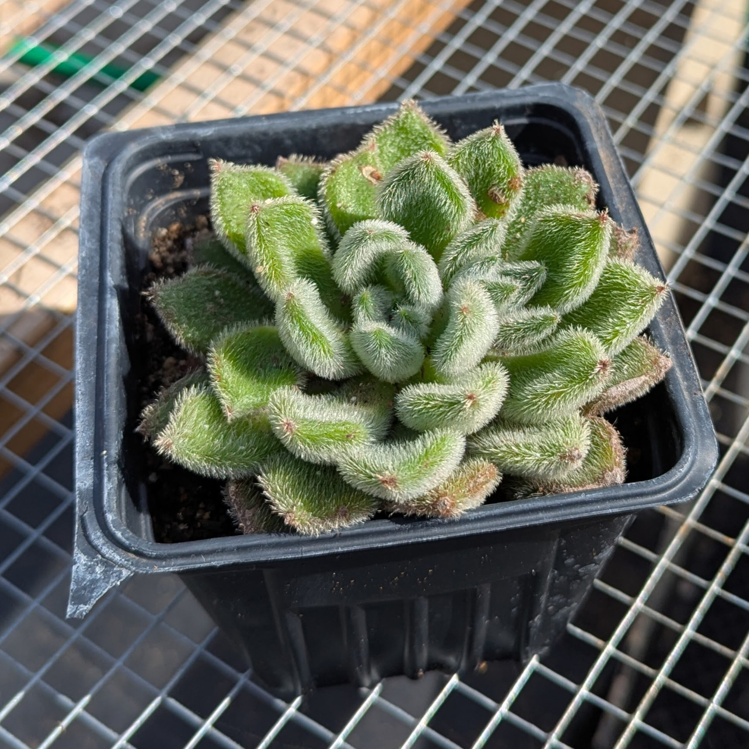 Echeveria setosa or wooly rose 4 inch