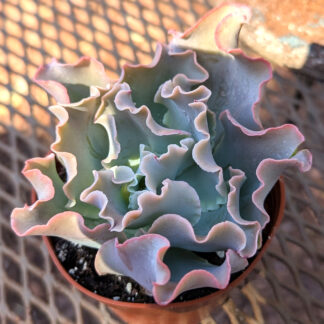 Echeveria shaviana