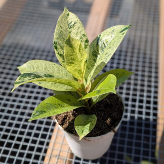 Ficus Shivereana moonshine