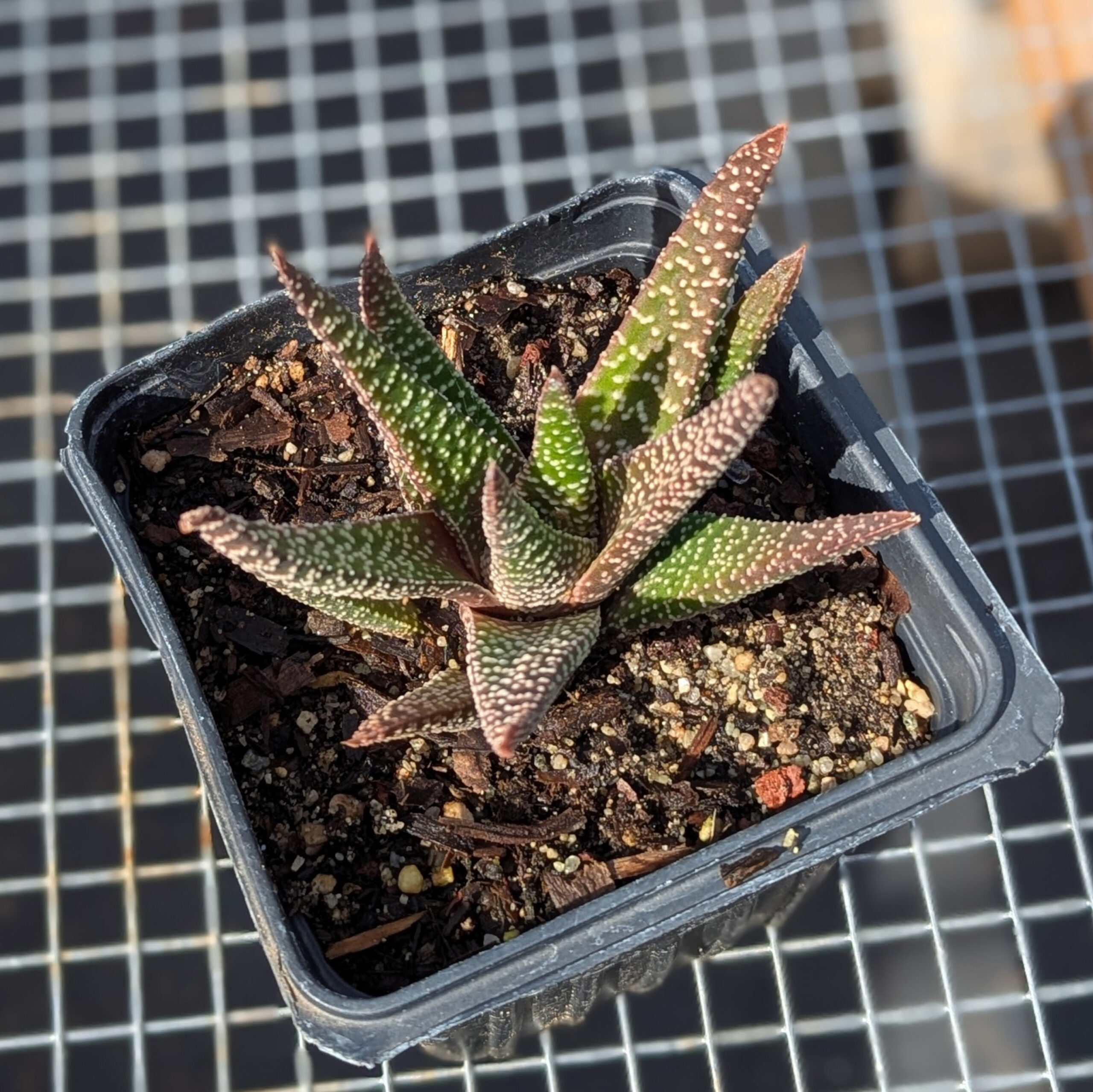 Hawarthia Gasteria Carinata
