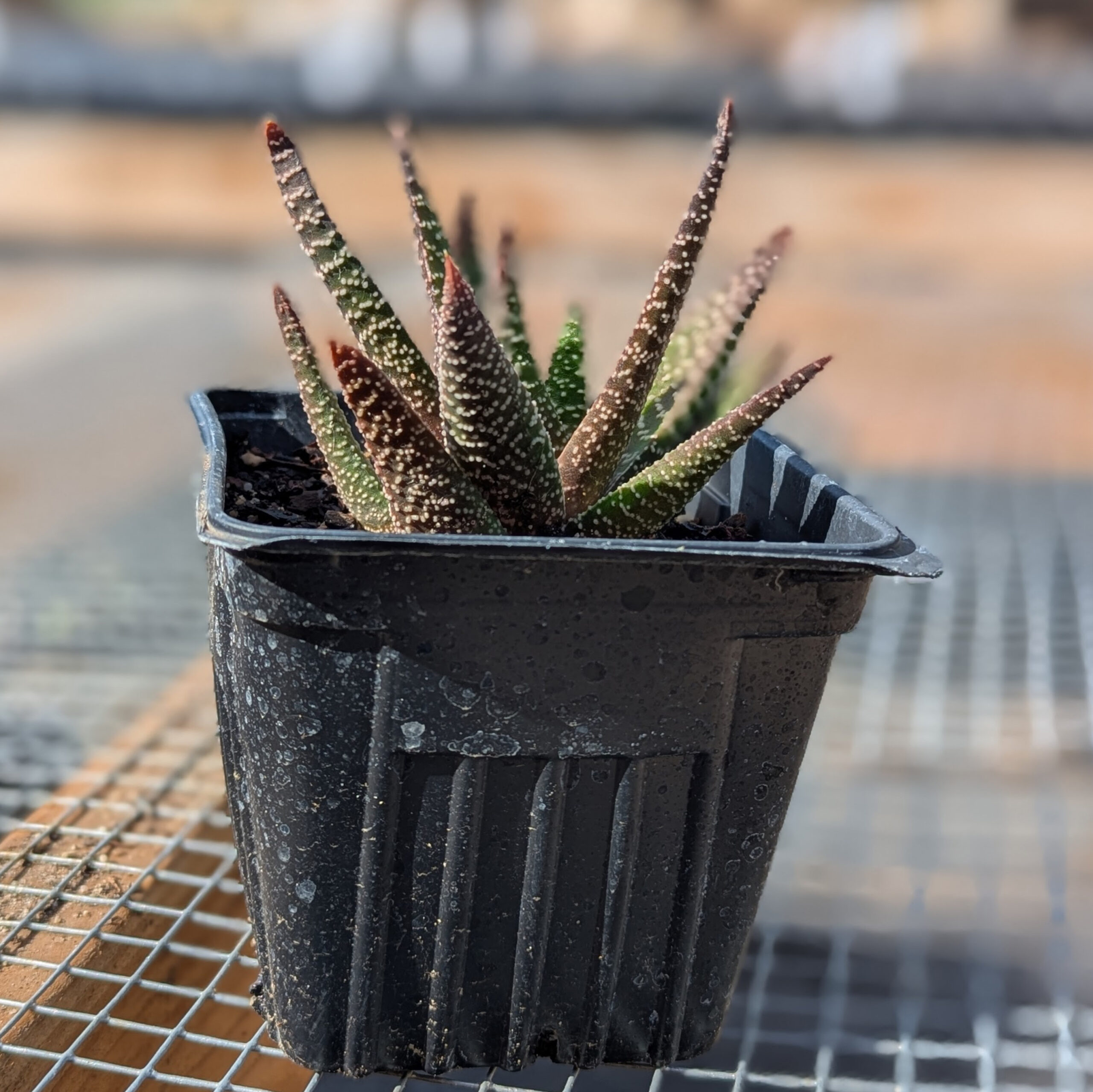 Hawarthia Gasteria Carinata 4 inch - Image 2