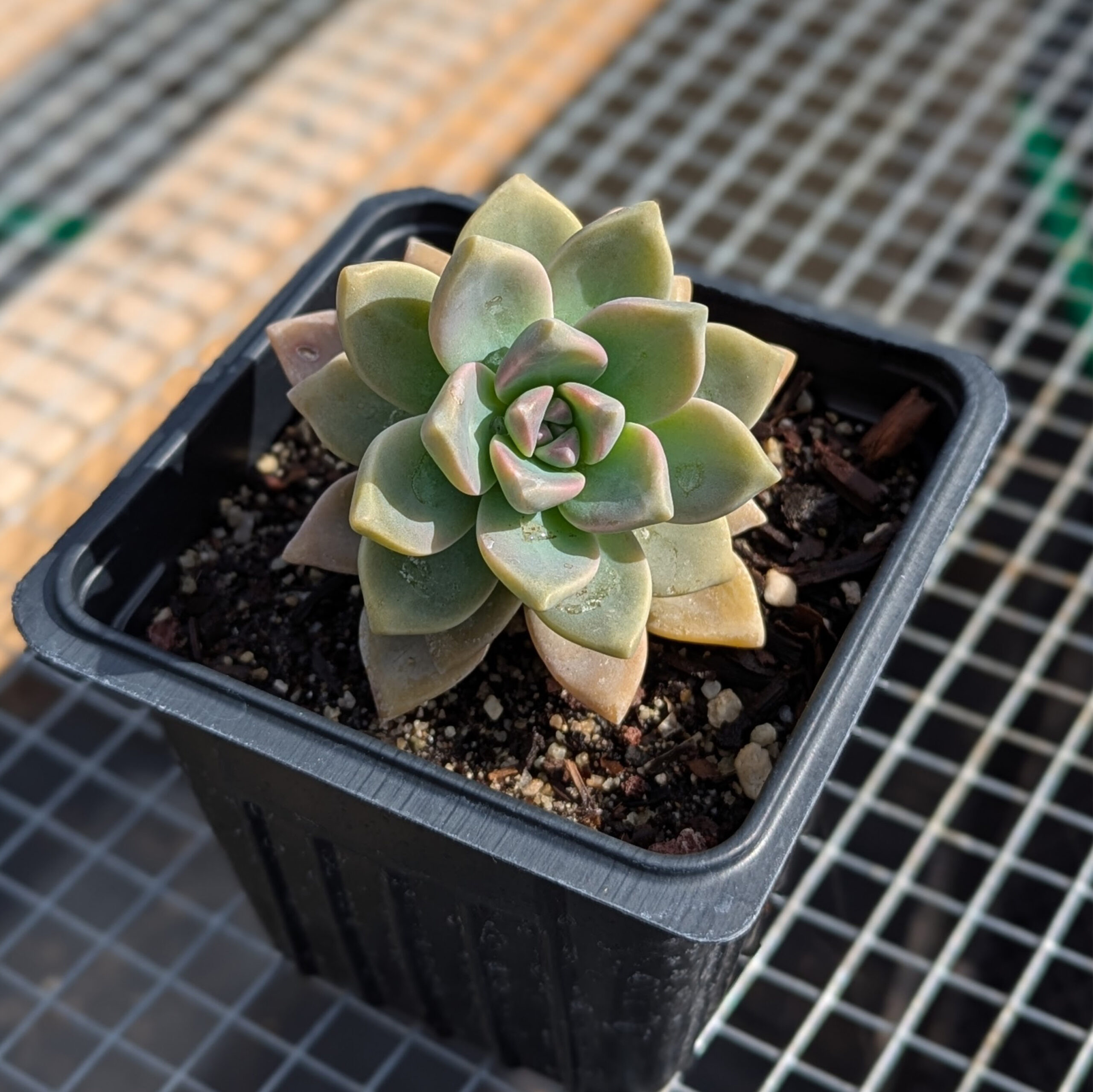 Graptopetalum paraguayense