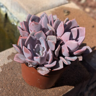 Graptoveria debbie