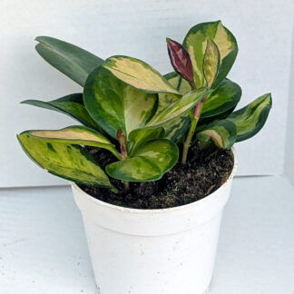 Hoya australis 'Lisa' 4inch