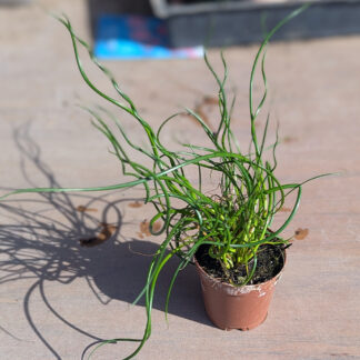 Juncus effusus 'spiral corkscrew' 4 inch