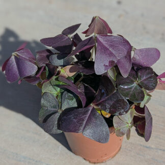 Oxalis triangularis, Purple Shamrock 4 inch