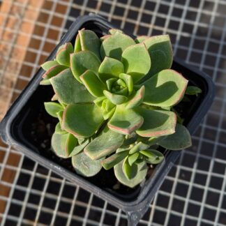 Aeonium 'pinwheel' 4inch