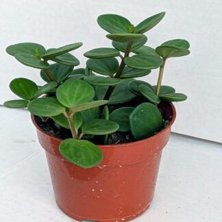 Peperomia 'Hope' 4 inch