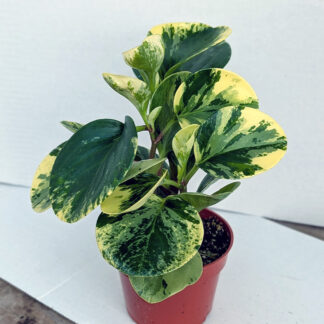 Peperomia 'marble green' 4 inch