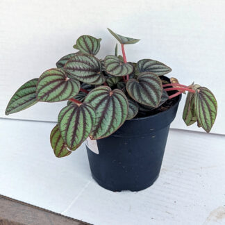 Peperomia Piccolo Banda, Peacock 4 inch