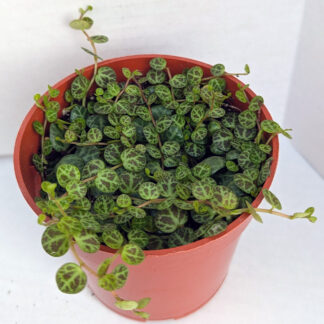 Peperomia prostrata, 'string of turtles' 4 inch